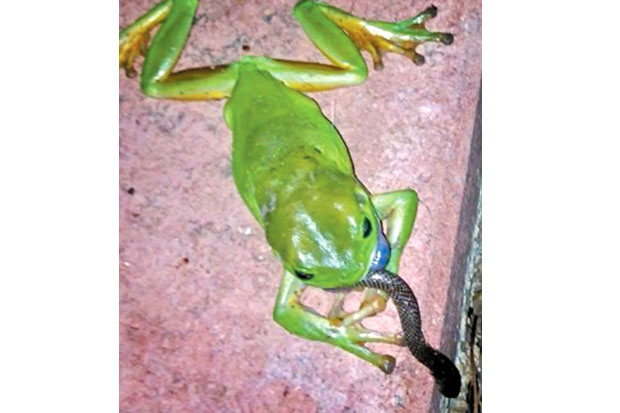 Kodok Melahap Ular