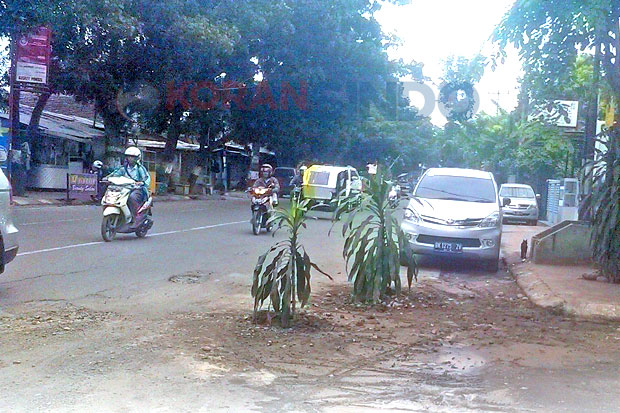 Warga Tanam Bunga di...