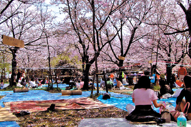 Menikmati Hanami di...
