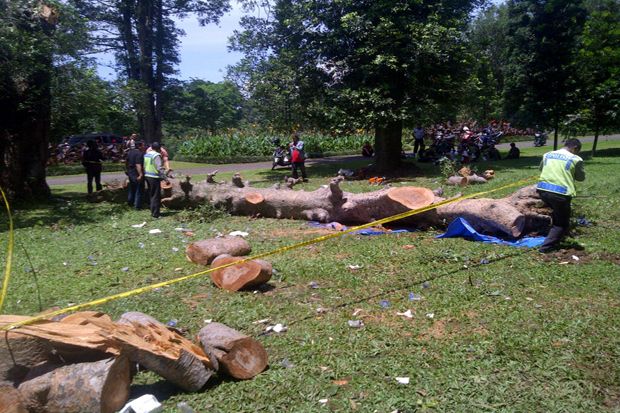 Korban Pohon Tumbang...