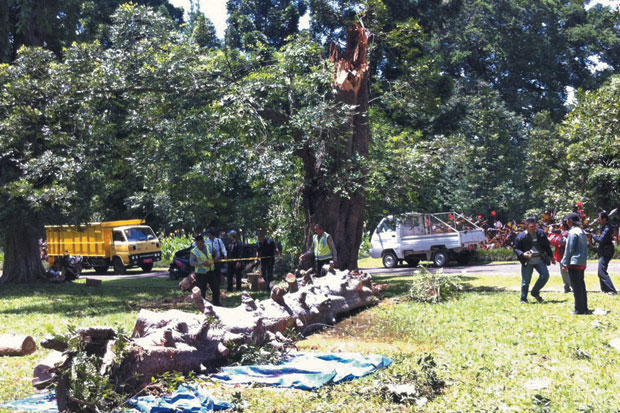 Korban Tewas Pohon Tumbang...