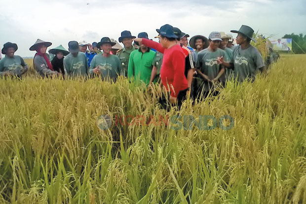 Penyaluran Pupuk Bersubsidi...