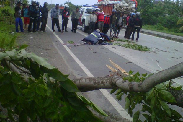 Pohon Tumbang Memakan...