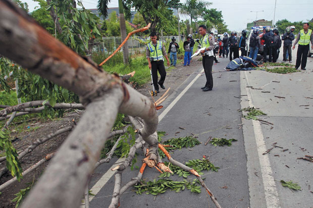 Tertimpa Pohon Tumbang,...
