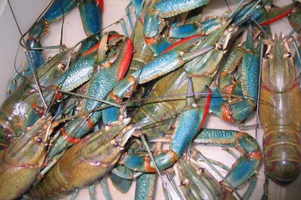 Syarat Lobster Bertelur...