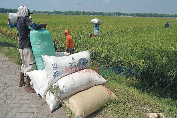 Harga Jual Gabah Terus...