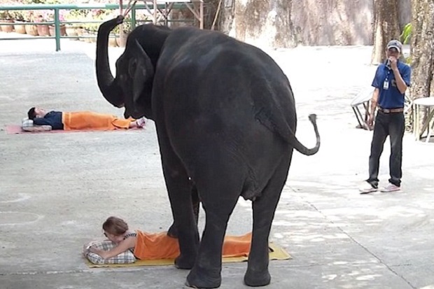 Unik, Gajah-gajah di...