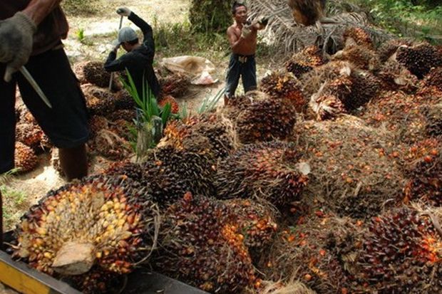 Petani Sawit Riau Ditunjuk...