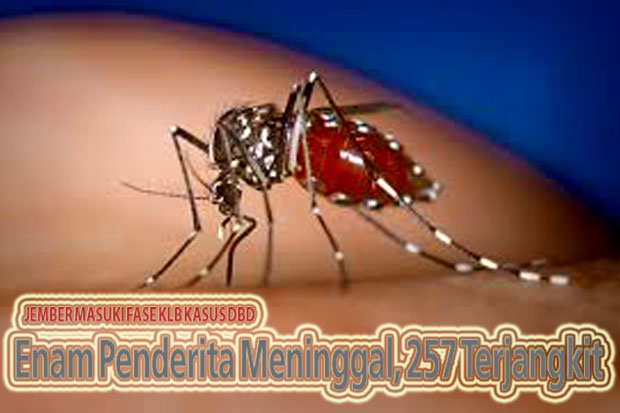 Enam Penderita Meninggal,...