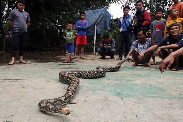 Ular Sanca Kembang Gegerkan...