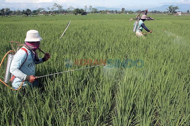 Sawah Mulai Diserang...