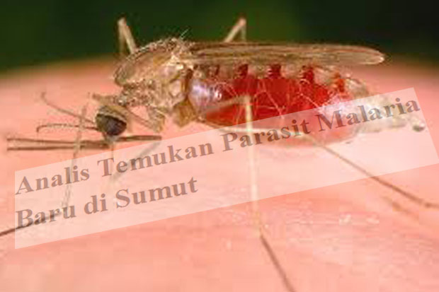 Analis Temukan Parasit...