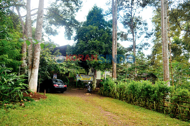 Pohon Tertua Berusia...