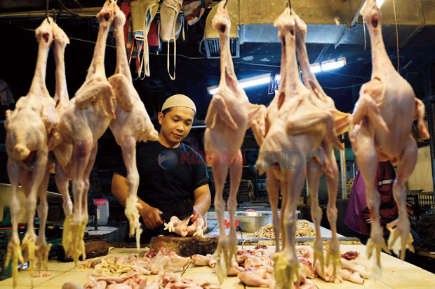 Harga Eceran Ayam Potong...
