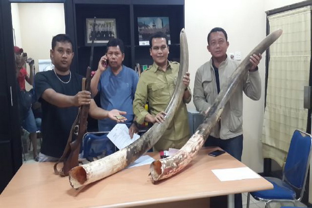 Pemburu Gajah di Riau...