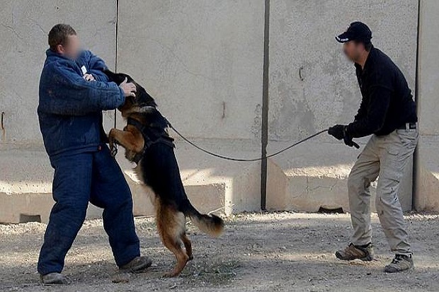 Lawan ISIS, Anjing-anjing...