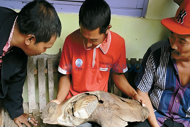 Fosil Gajah Purba Ditemukan...