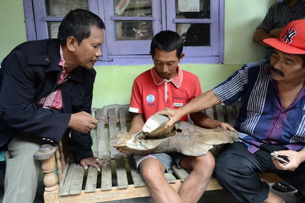 Fosil Gajah Purba di...
