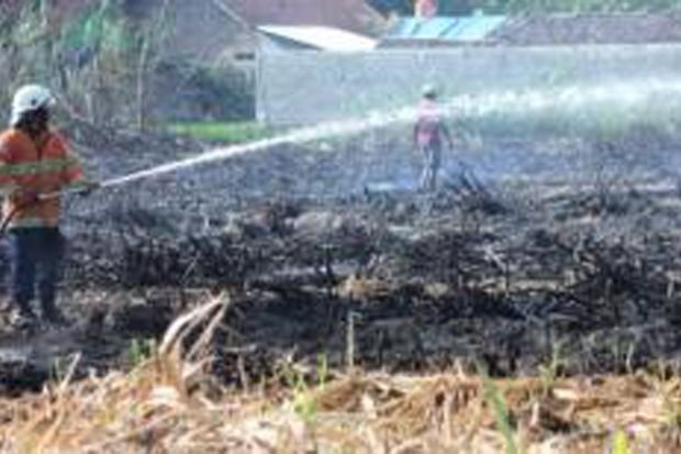 10 Hektare Lahan di...