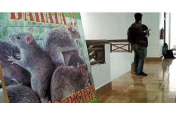 Lagi, Korban Leptospirosis...