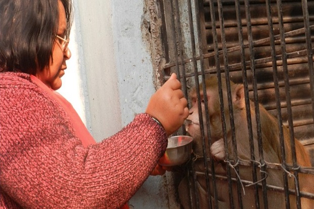 Monyet Jadi Anak dan...