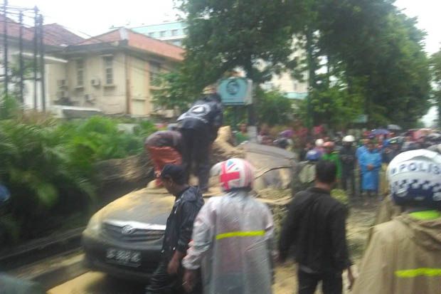 Pohon Asem Tumbang,...