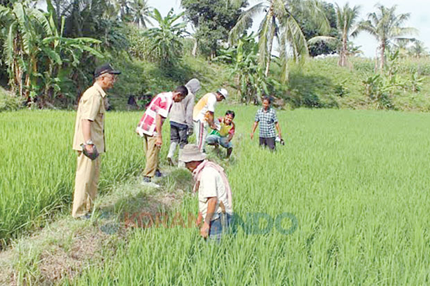 Harga Beras Sentuh Rp9.500/Kg