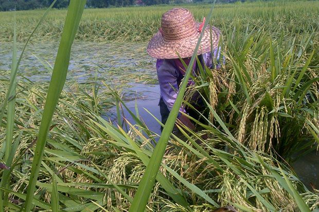 Puluhan Hektare Sawah...