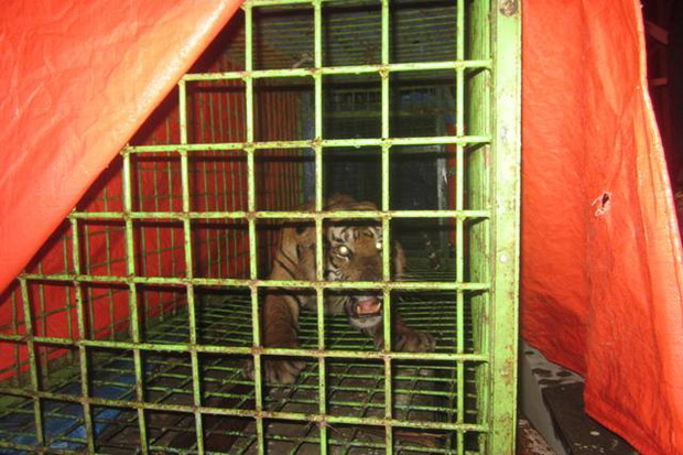 Raja Harimau Pemangsa...