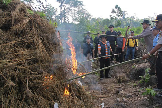 BNN Musnahkan Tanaman...