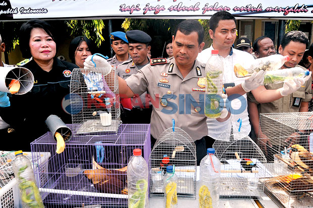 Penyelundupan Ratusan...
