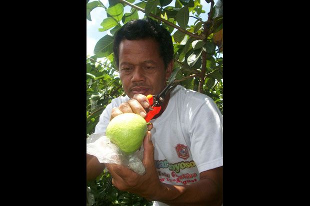 Permintaan Naik, Petani...