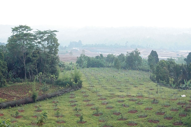 Berkebun Tanpa Lahan