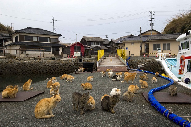 Dikuasai Kucing, Pulau...