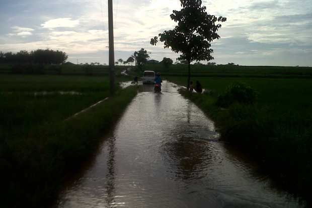 Puluhan Hektare Sawah...