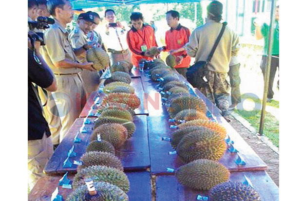 Durian Salopa Berdaging...