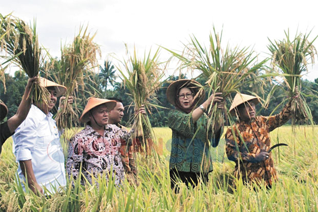 Bantul Panen Raya, Harga...