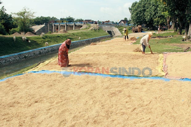 Harga Gabah di Bojonegoro...