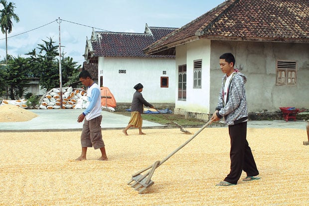 Petani Jagung OKU Timur...