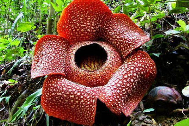 Festival Bumi Rafflesia...