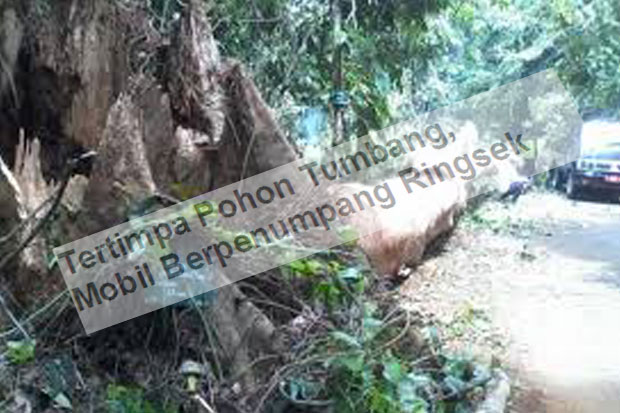 Tertimpa Pohon Tumbang,...