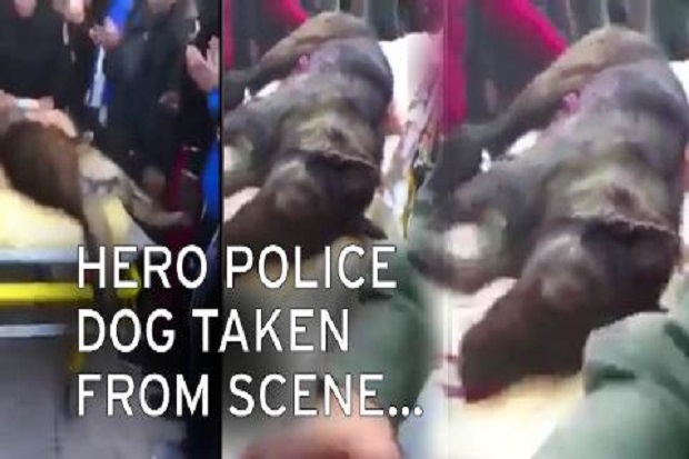 Anjing Polisi Jadi Pahlawan...
