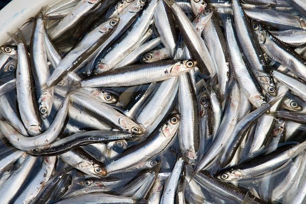 Ikan Teri Bisa Menjadi...