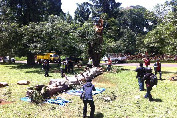 Kasus Pohon Maut, 3...