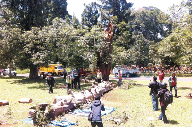 Tiga Pengelola Kebun...