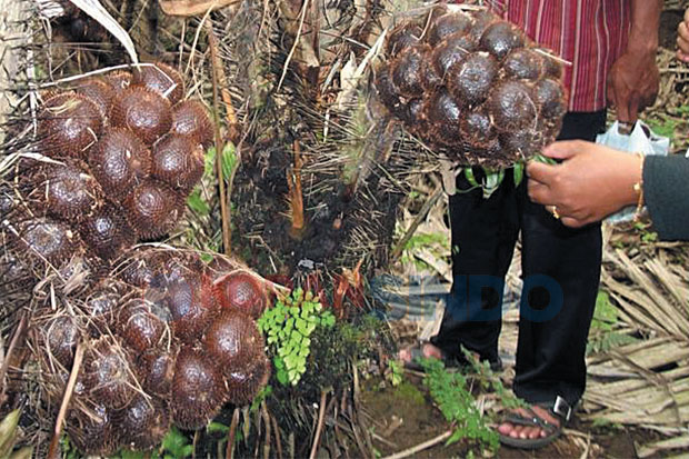 Pohon Uzur, Salak Lereng...