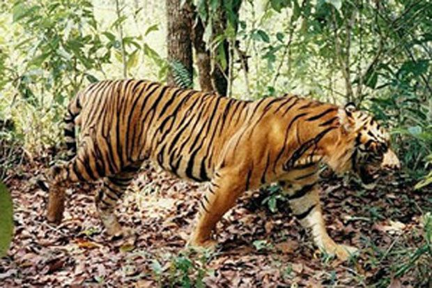 Rajo Langit, Harimau...