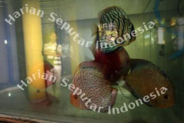 Pemerintah Pacu Budidaya...