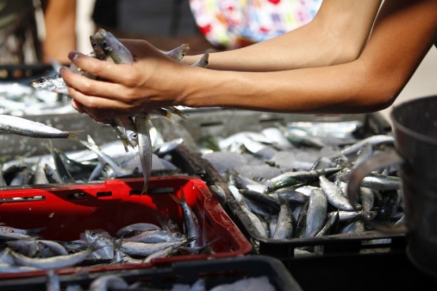 Investigasi Ikan-ikan...