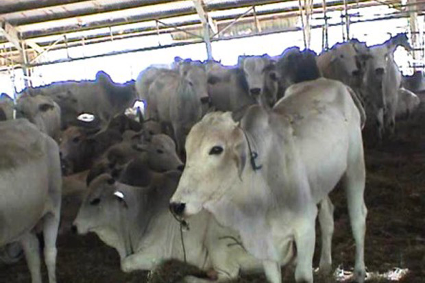 Penamaan Sapi Betawi...
